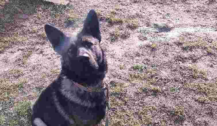 На Тернопільщині пес погриз дитині обличчя та зламав щелепу, господаря судили