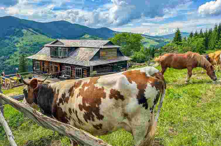 У двох туристичних селах Прикарпаття запровадили карантин через сказ