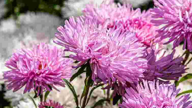 Отримаєте цвітіння на 2-3 тижні раніше: як правильно сіяти айстри на зиму