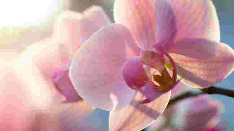 Орхідея не скидатиме квіти, якщо підгодовувати їх одним засобом: секретне добриво 