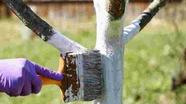 Майже всі роблять цю помилку: чи потрібно білити дерева у листопаді 