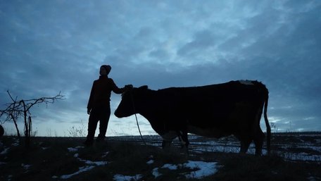 «Війна очима тварин»: 7 історій, 7 режисерів, Шон Пенн та Imagine Dragons