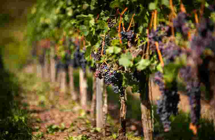 В Україні з’явилось 70 нових виноробень за час повномасштабної війни