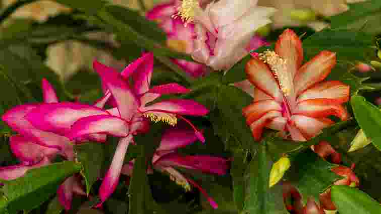 Точно за графіком: як допомогти різдвянику-шлюмбергері зацвісти до Різдва