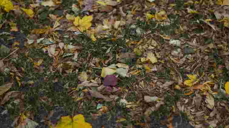 Користь під ногами: як з опалого листя зробити добриво всього за 2-3 місяці