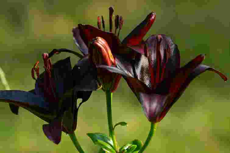 Поспішайте купити: ця незвична квітка стане трендом клумби у 2026 році