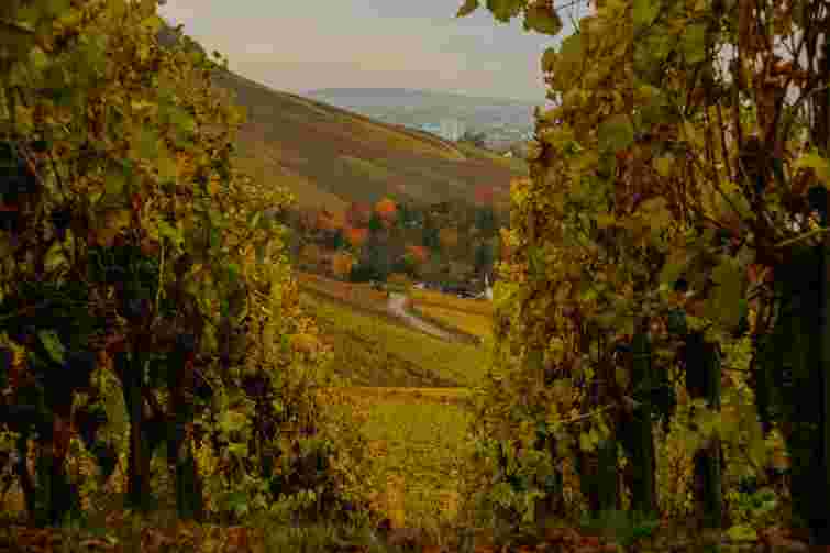 Найнебезпечніша пора: як захистити виноградник від морозів 