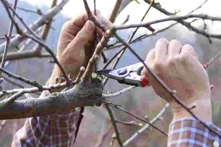 Більшість садівників роблять цю помилку: коли і як не можна обрізати дерева навесні