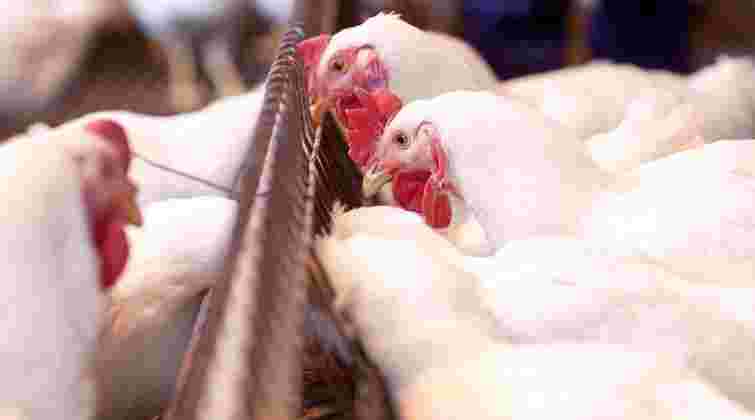 Фірма обвинуваченого в корупції нардепа побудує птахофабрику на Хмельниччині