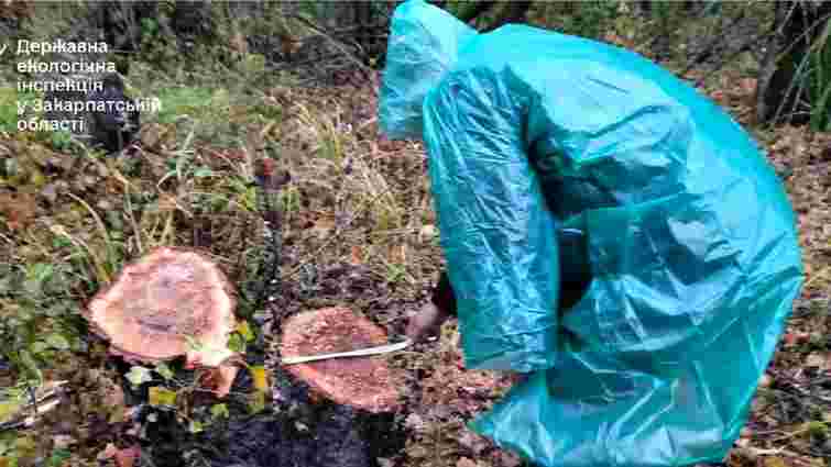 На Закарпатті користувачі мобільного застосунку допомогли виявити масштабну вирубку дерев