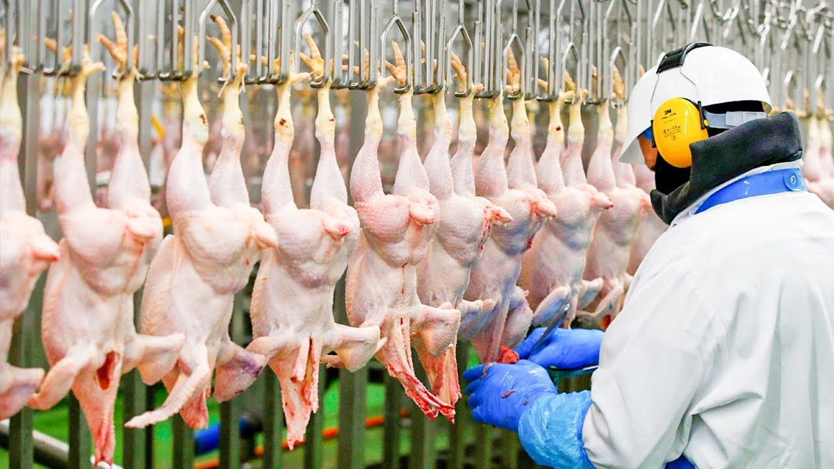 Аграрна група ЕВТ учетверо збільшить потужності птахофабрики та забійного цеху біля Львова