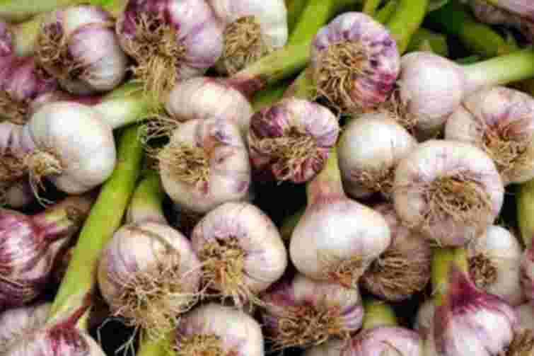 Не час розслаблятися: як доглядати озимий часник після висадки, щоб він пережив морози