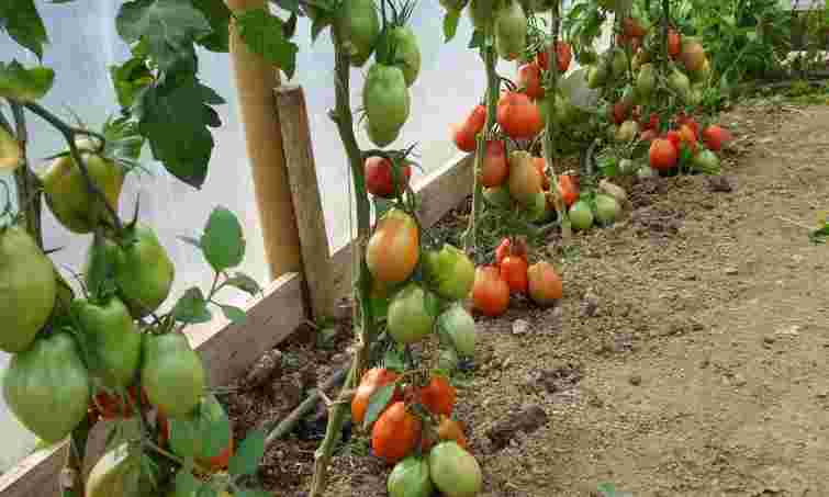 Лінивий метод, що працює на всі сто: навіщо садити цілі помідори в ґрунт восени