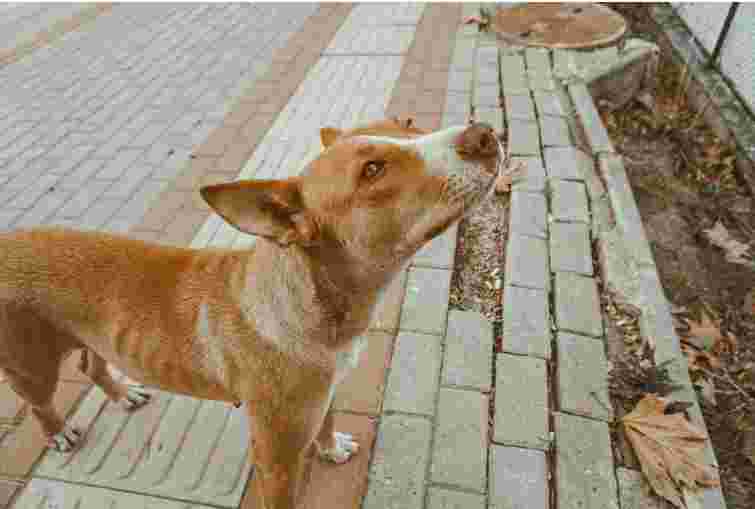 Поліція розслідує отруєння 15 собак у селі на Рівненщині