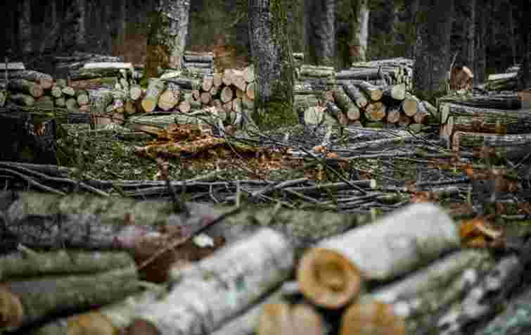 Підприємство «Ліси України» має відшкодувати понад 4 млн грн за незаконну рубку на Буковині