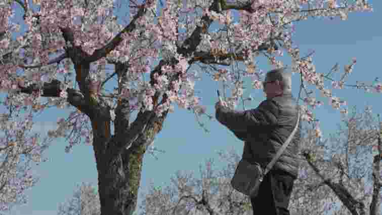 В Україні планують вирощувати іспанський мигдаль у промислових масштабах