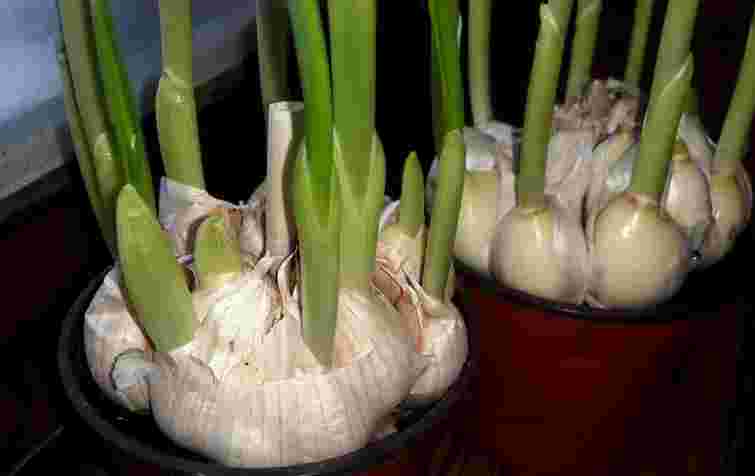 Пророслий часник – не сміття: чому його не можна викидати і як використати з користю