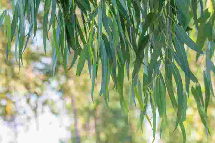 Вода стане чистішою без жодних хімікатів: які дерева слід посадити біля вигрібної ями