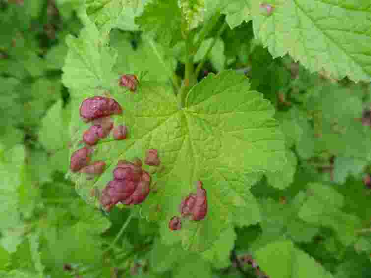 Смородина це обожнює: чим підживити кущ у листопаді для щедрого врожаю