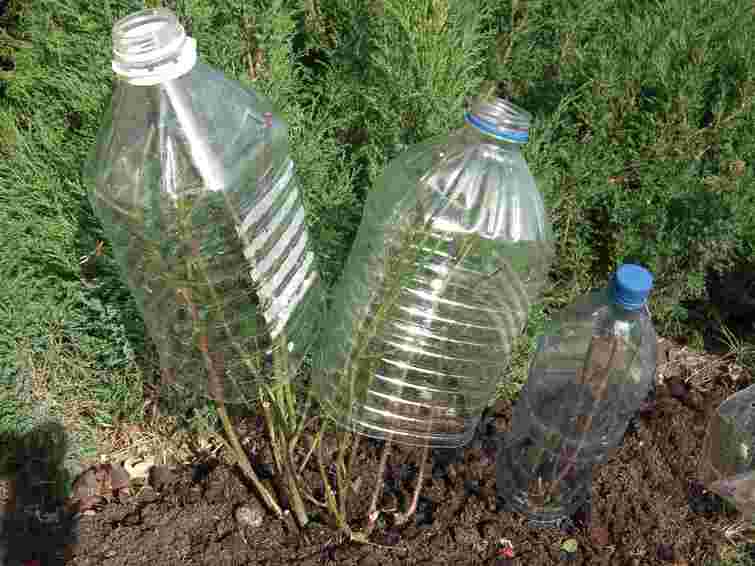 Усі зусилля будуть марними, якщо не дотримуватися цих правил: як зберегти саджанці взимку