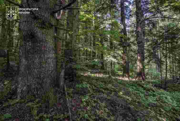 Суд зобов’язав забезпечити охоронний статус для 45 га пралісу на Львівщині