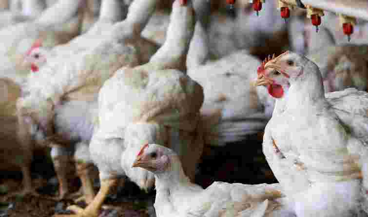 Співвласник SoftServe розширить власну птахофабрику на Львівщині до 1,5 млн бройлерів
