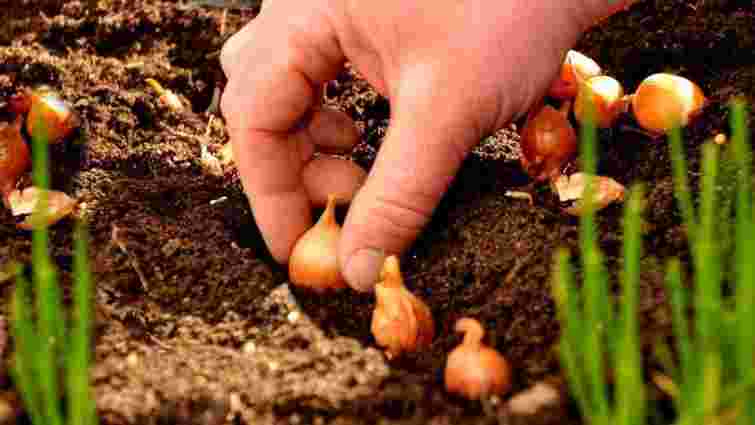 Результат навесні шокує: чим обробити озиму цибулю перед посадкою в листопаді 