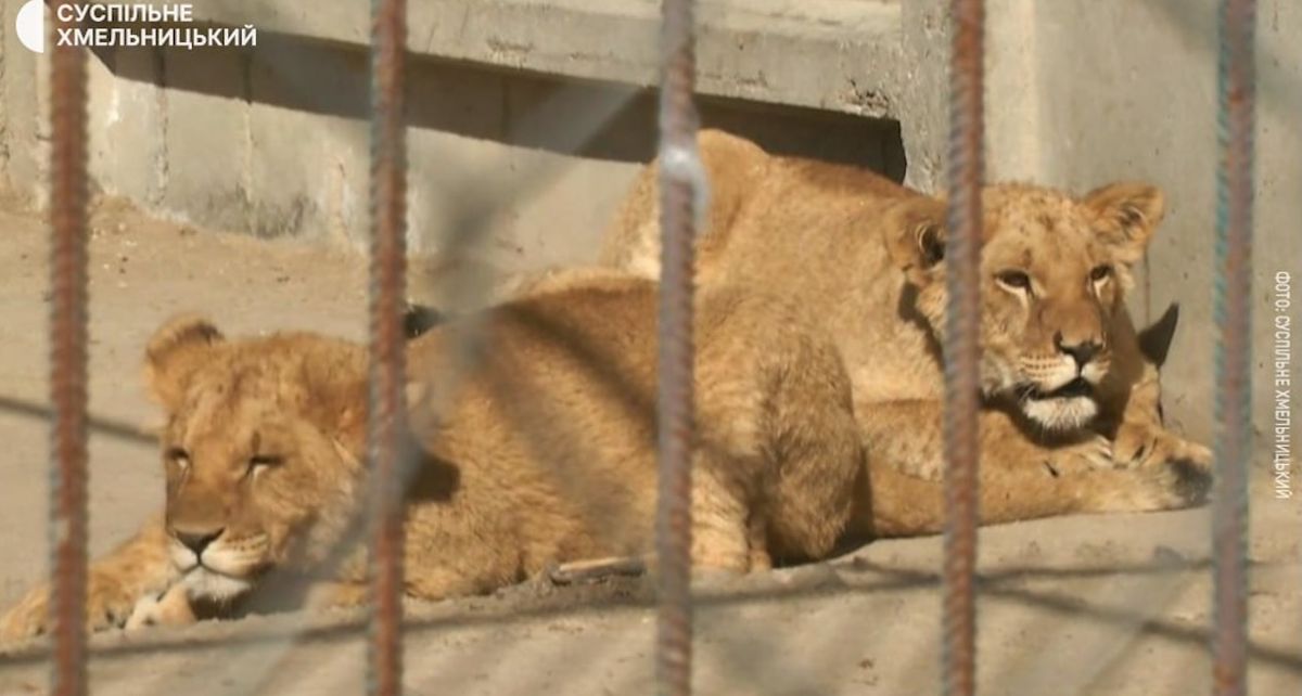У Хмельницькому з реабілітаційного центру втекли два леви