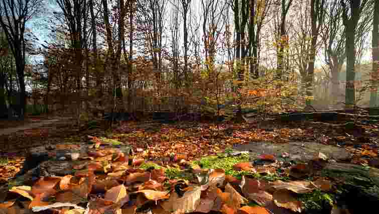 Поліція встановлює причину смерті мобілізованого прикарпатця, якого знайшли в лісі