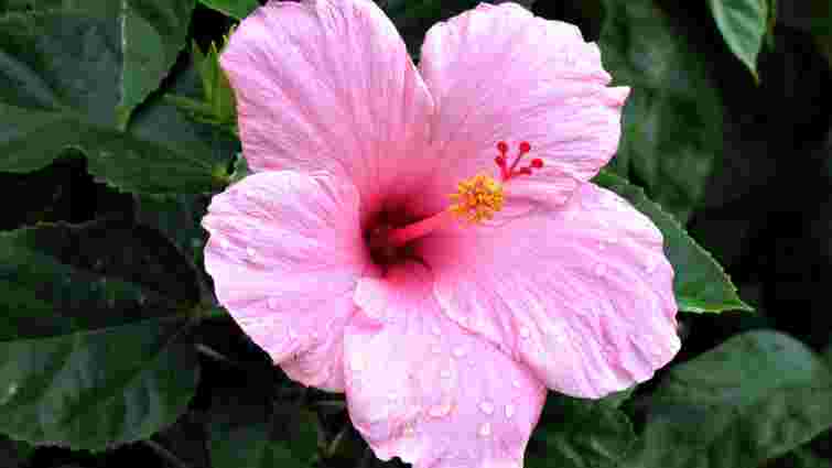 Садівникам запамʼятати: як треба обрізати гібіскус на зиму і навіщо це взагалі робити