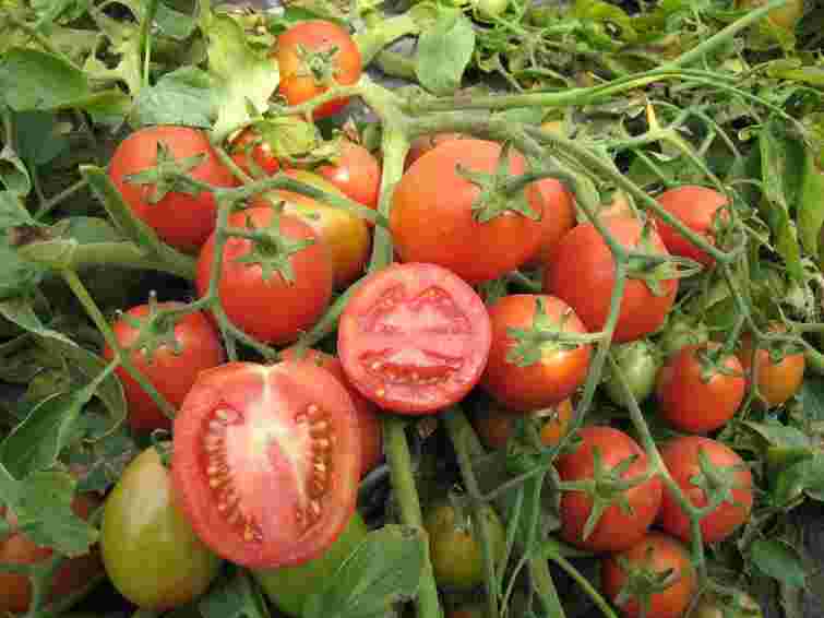 Це найкращі варіанти для вашої теплиці: які 11 сортів помідорів обрати для посадки