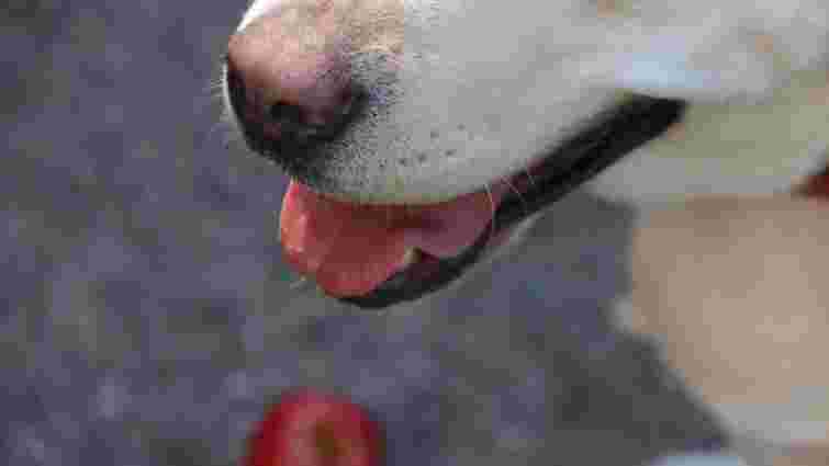 Корисні, але не повністю: чи можна пригощати собак яблуками