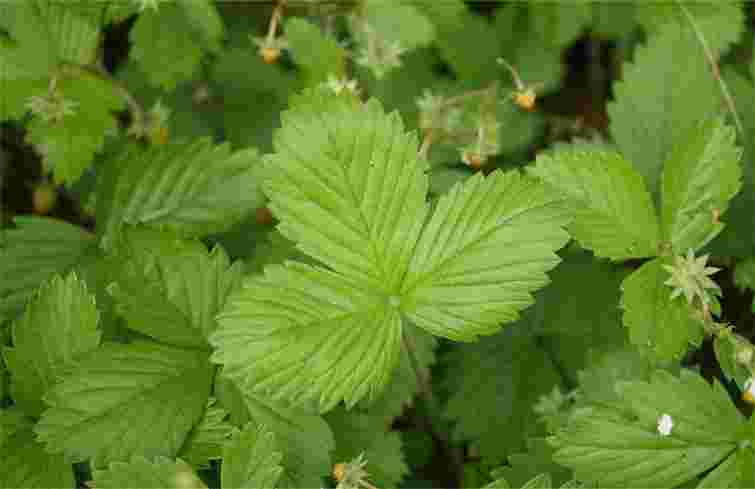 Натуральні настої працюють на відмінно: як позбутися полуничного кліща без хімії