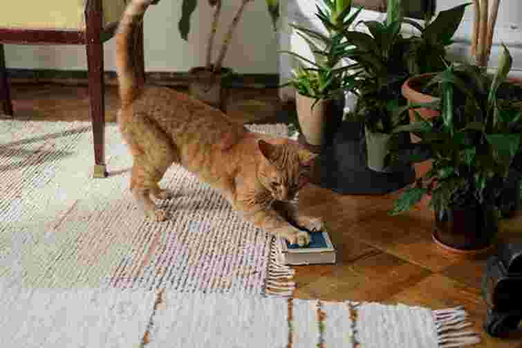 Їм треба мінімум світла: три квітучі рослини, які ідеально пасуватимуть на північних вікнах