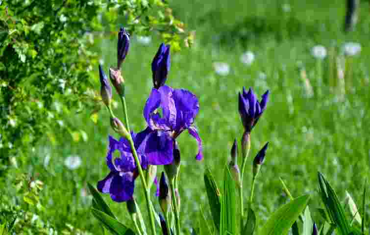 Врятуйте їх зараз: 5 обовʼязкових кроків, які допоможуть ірисам пережити зиму