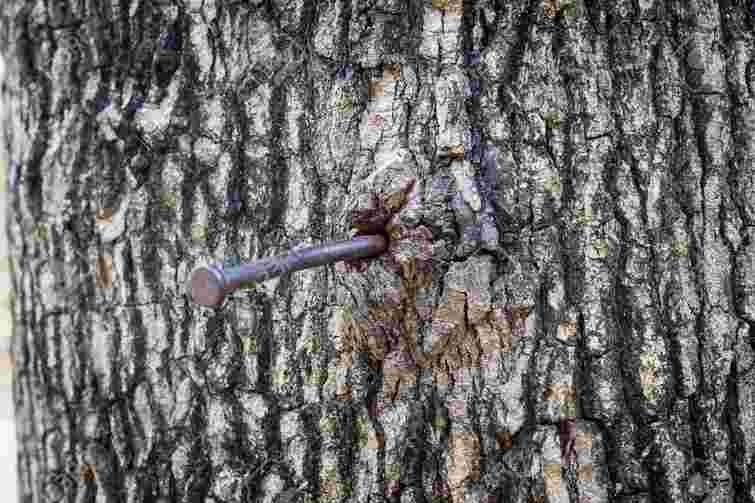 Порада минулого століття: навіщо у яблуню забивають цвях і чи дійсно це приносить користь