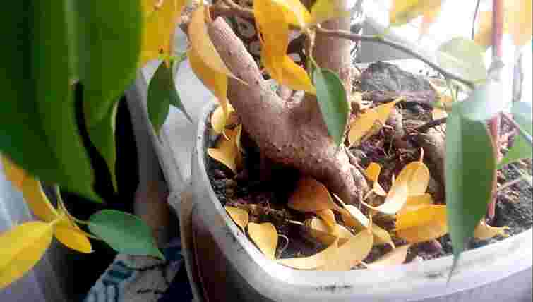 5 ваших помилок, через які фікус «лисіє»: як зупинити опадання і врятувати рослину