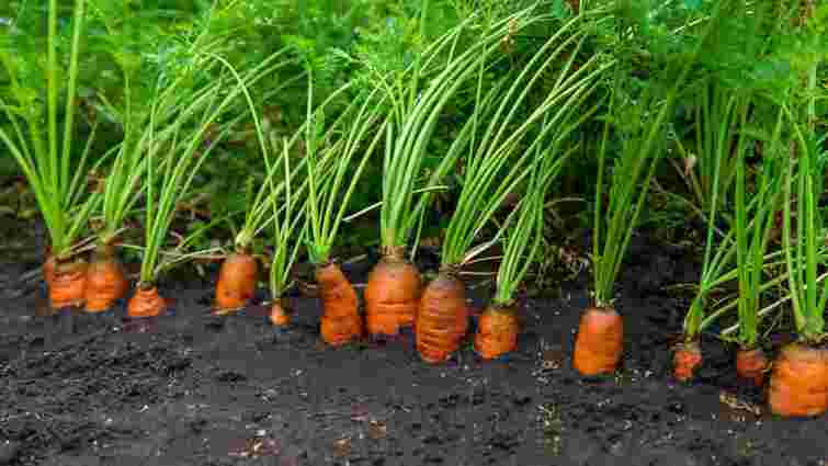 Не експеримент, а гарантія отримати великий урожай: як посадити моркву під зиму