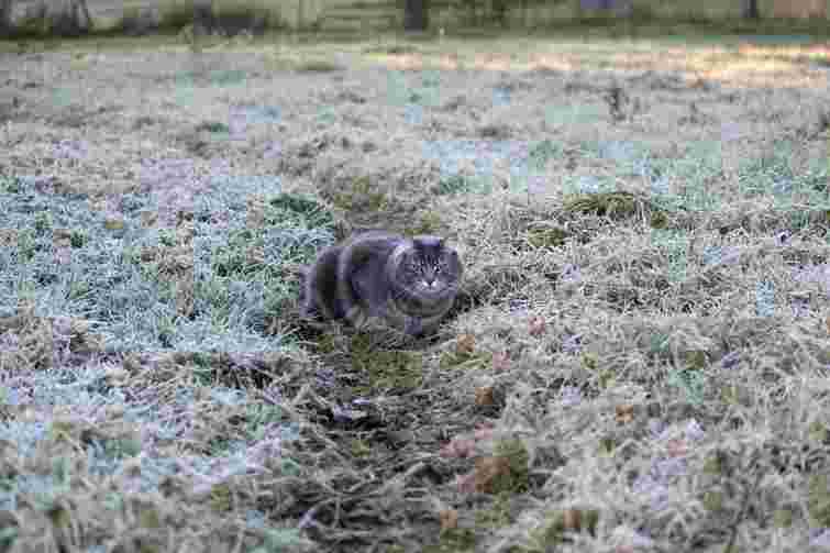 Осінні морози вже тут: що страждає першим у саду і як допомогти рослинам