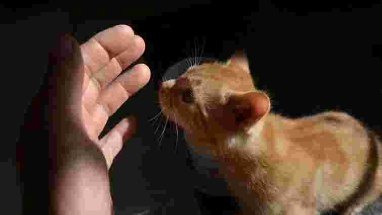 Ви його власність чи член родини: чому ваш кіт облизує вас