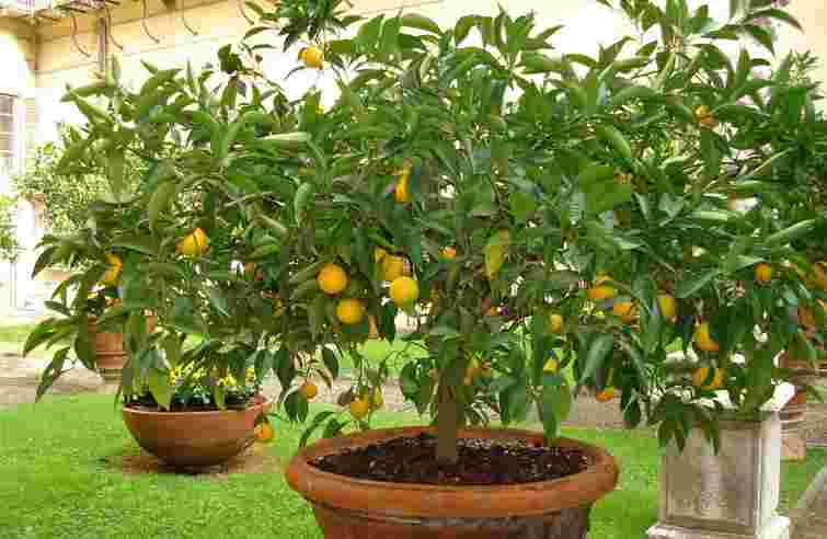 Власні лимони цілий рік: гід для початківців, як успішно виростити лимонне дерево