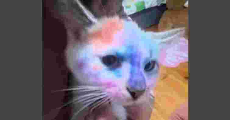 Суд покарав батька дитини, яка розмалювала кота фломастерами