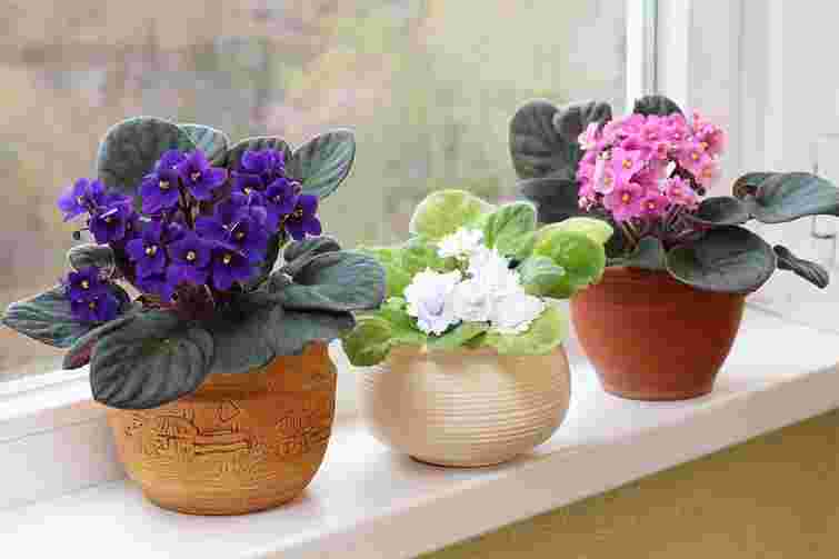 Позбудьтеся їх негайно: чому фіалки гинуть у керамічних горщиках