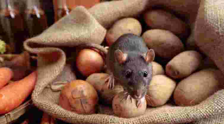 У реанімації від лептоспірозу померла 66-річна мешканка Львівщини