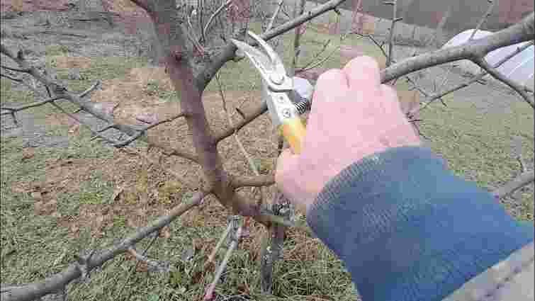 Наступного року врожай буде вдвічі більший: яке фруктове дерево треба обрізати в листопаді