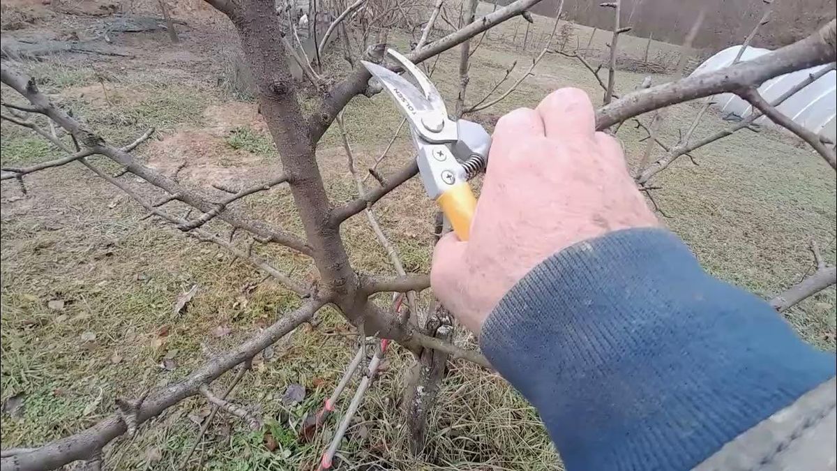 Наступного року врожай буде вдвічі більший: яке фруктове дерево треба обрізати в листопаді