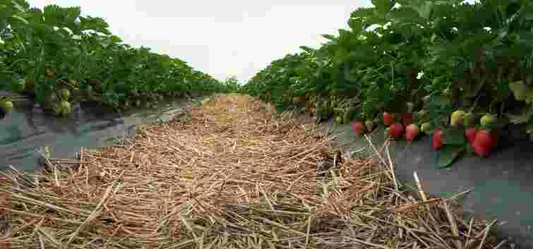 Ягідна ферма з Житомирщини найматиме працівників з-за кордону для збору врожаю