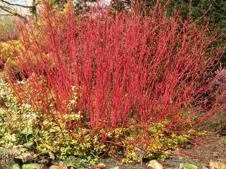 Цей розкішний чагарник можна розмножити у склянці води: чим прикрасити свій сад взимку
