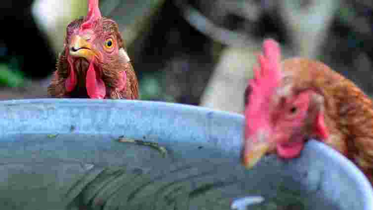 Взимку правила міняються: як поїти взимку курей і чи треба додавати у воду цукор