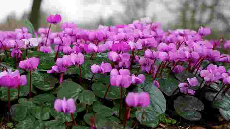 Зимовий сад заграє барвами: яка квітка здатна цвісти навіть на холоді